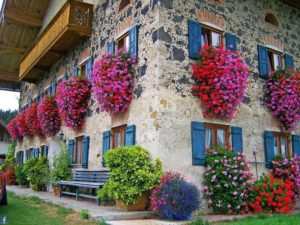 gerani-parigini-fiori-da-balcone-pendenti-italianlovers.eu-2018